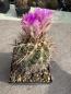 Preview: Thelocactus bicolor v pottsii